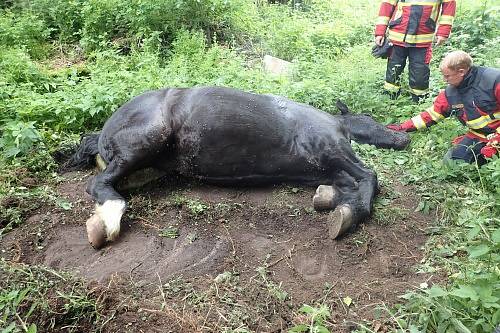 Během nedělního dopoledne zasahovaly dvě jednotky hasičů na statku ve Světlé Hoře. Staršímu koni se totiž zaklesla noha v betonové jímce a nemohl z ní ven.