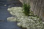 Bíle kvetoucí ostrůvky lakušníku vzplývavého jsou každoroční atrakcí Holčovic.