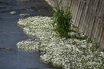 Bíle kvetoucí ostrůvky lakušníku vzplývavého jsou každoroční atrakcí Holčovic