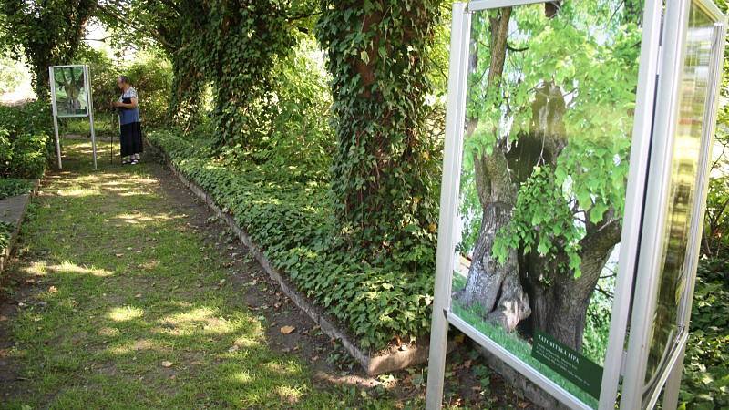 Výstava Nejmohutnější památné stromy ČR byla v Krnově instalována přímo do zahrady mezi stromy. Ukazuje staleté velikány na fotografiích Pavla Hössla a na kresbách zesnulého malíře Jaroslava Turka.