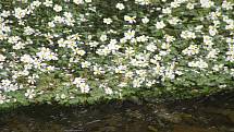 Hladinu řeky Opavice v těchto dnech pokryly tisíce bílých květů lakušníku vzplývavého, který je příbuzným pryskyřníků.