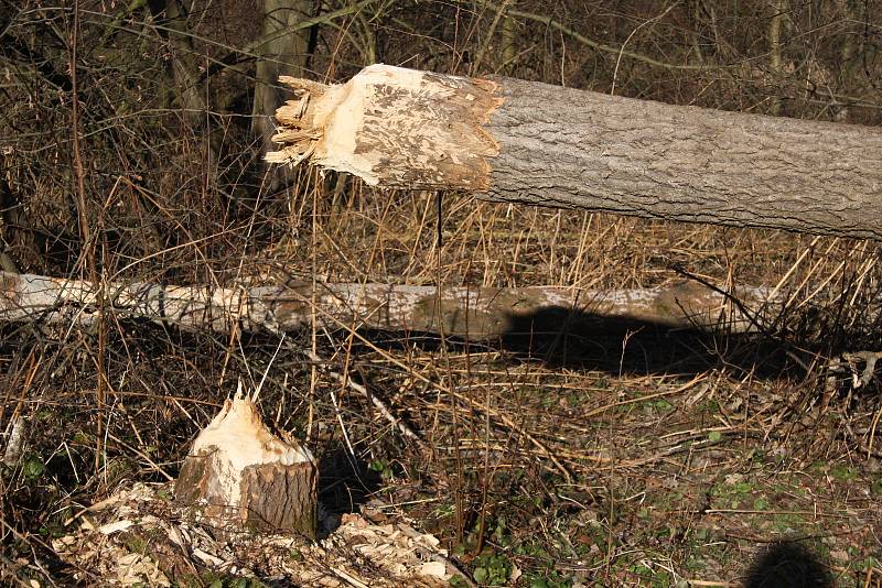 Řeka Lužná u Slezských Rudoltic se začíná měnit. Bobři zde budují hráze, aby zvýšili hloubku vody. Jde o první bobří hráze v okrese Bruntál.