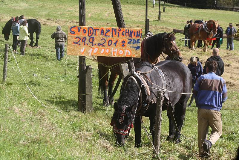 Svod tažných koní v Holčovicích Spáleném letos představil 14 chladnokrevných krasavců.