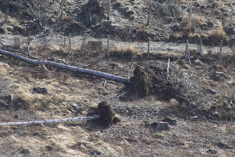 Situace v lesích nad Obornou je charakteristická i pro další lesní porosty zasažené kůrovcem. Po vytěžení smrků zůstaly listnaté stromy bez opory, takže vítr je snadno vyvrací z kořenů.