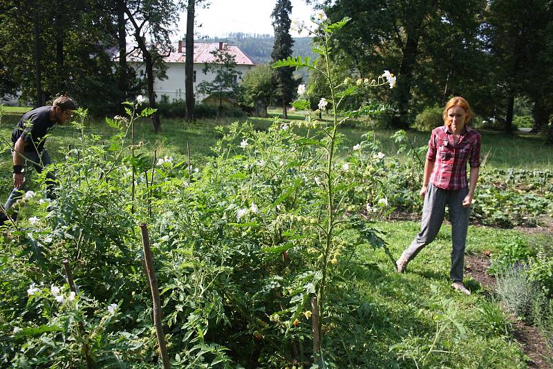 Park albrechtického zámku letos poprvé oživily bylinkové a zeleninové záhony. Alena Křištofová zde návštěvníkům vysvětluje, jaké podoby mohou mít  rajčata. Údiv vyvolávají pichlavá liči rajčata plná ostnů i černé a fialové odrůdy,