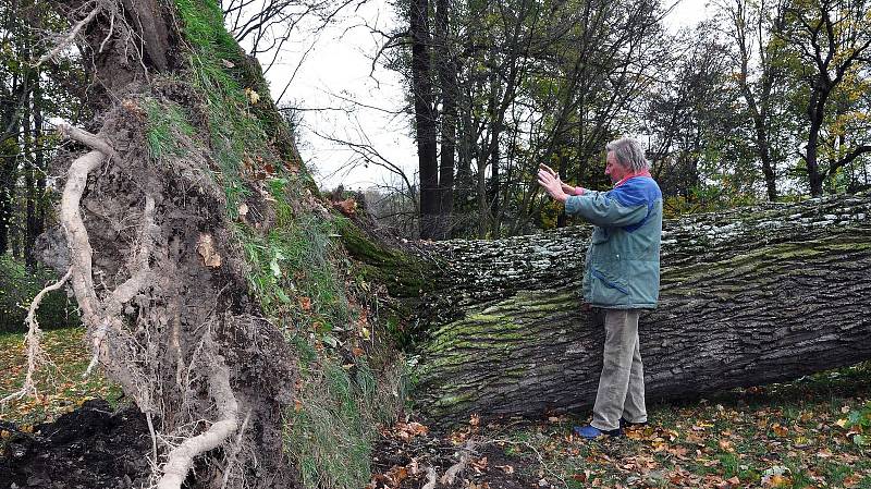 Heřman Menzel díky svým zvláštním schopnostem otestoval stáří vyvráceného dubu dlaněmi. Podle něj zde rostl 370 let.