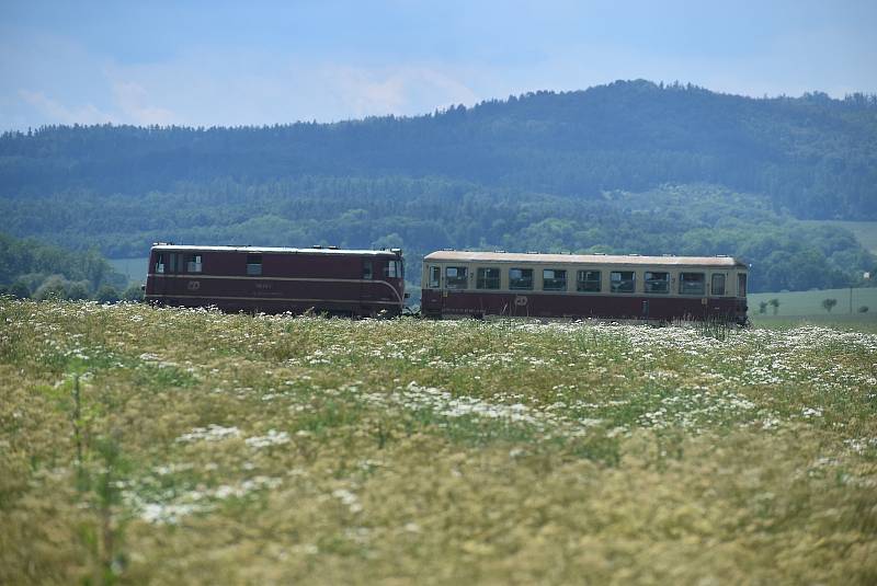 Kmínové pole kolem osoblažské úzkokolejky je voňavé a krásné, červen 2022