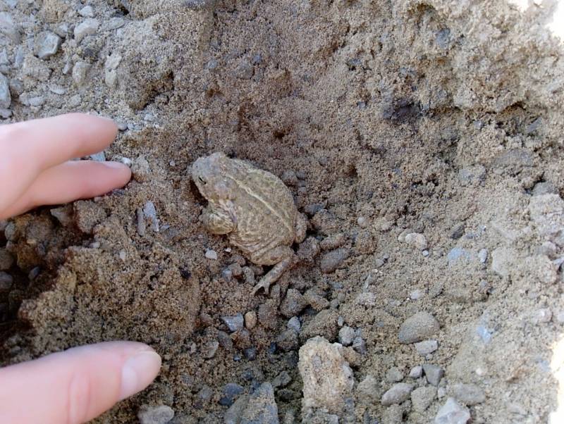 Ropucha krátkonohá je nejvzácnější česká žába reálně ohrožená vyhynutím.