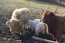 Skotské náhorní krávy Zrzka a Blondýna mají parádní hřívu jak od kadeřníka. Jsou to roztomilí mazlíci, ideální plemeno k dětem.