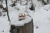 Zlaté prasátko čeká na krnovské běžkaře v zasněženém lese u modré značky na Ježníku. 19. prosince 2022