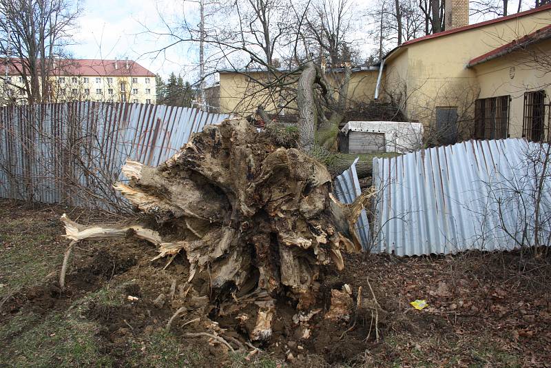 Vítr shazoval elektrické vedení a vyvracel stromy také v Bruntálu. Nejhůř byly zasažený Městský park. Největší lípa se vyvrátila přes plot na hospodu Roští.