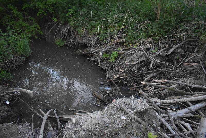 Po protržení bobří hráze u Slezských Rudoltic bahno ukazuje, jak byla nádrž před vypuštěním hluboká a rozsáhlá. 20. 5. 2022.