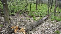 Revírník zdůvodnil pokácení třísetletého krnovského dubu tím, že padající suché větve v lese ohrožovaly zdraví lidí. Stal se les díky tomuto zákroku bezpečným místem? Posuďte sami. Stav dne 3. května 2021.