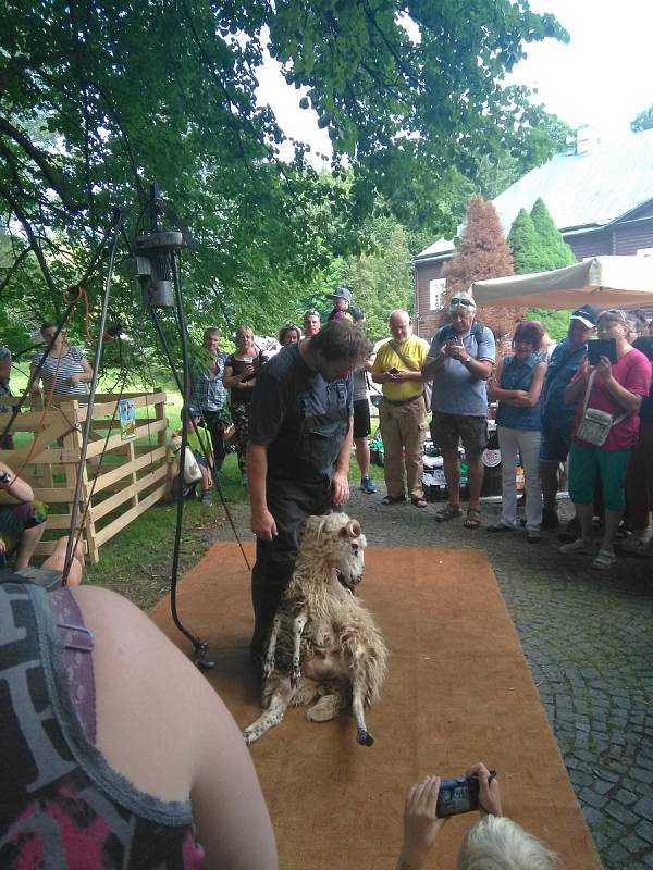 Karlova Studánka byla plná ovcí, kolovrátků a vlněné módy. Jarmark měl upozornit, že ovčí vlna není odpad, ale surovina.