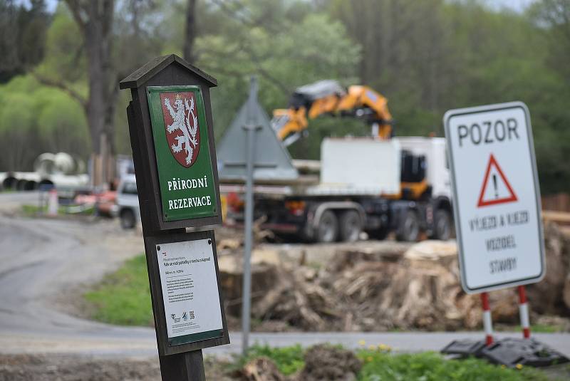 Pérovník pštrosí roste v rezervaci v Kunově díky mlýnskému náhonu, který zde zajišťuje stabilní vlhkost.