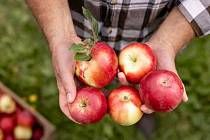 Kofola se stane majitelem jablečných sadů na Úsovsku