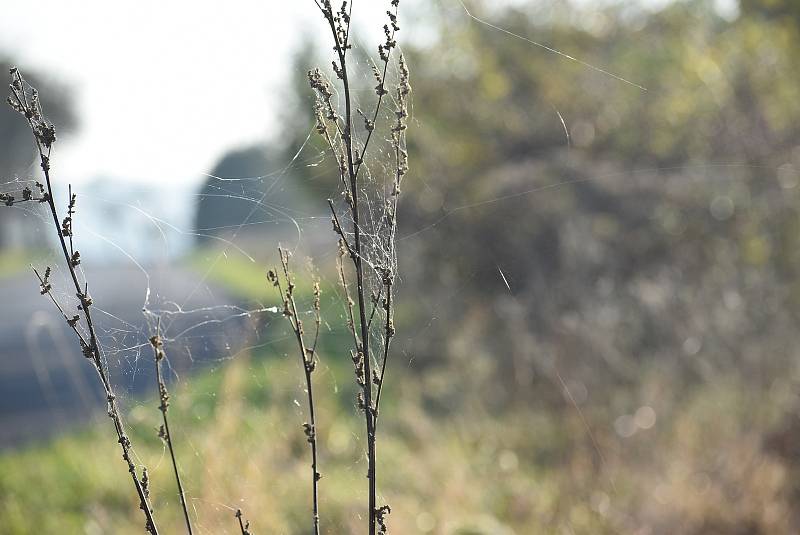 Pavouci plachetnatky jsou tak malí, že je pouhým okem téměř nevidíme. V období babího léta ale jejich vlákna nelze přehlédnout. Snímek zachycuje „babí léto“ na Osoblažsku.