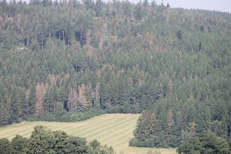 Lesy na Bruntálsku jsou v rámci celé republiky v roce 2016 nejvíce postiženy suchem a napadá je kůrovec, hrozí napadení houbou václavkou. 