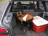 Mládě kamerunské ovce si vykračovalo 5. října 2007 po 13. hodině u restaurace Emona na Dukelské ulici v Bruntále. Strážníci zvíře odchytili a převezli na krajské středisko volného času Juventus. Majiteli Zdeňku Boberovi se ovce později vrátila.