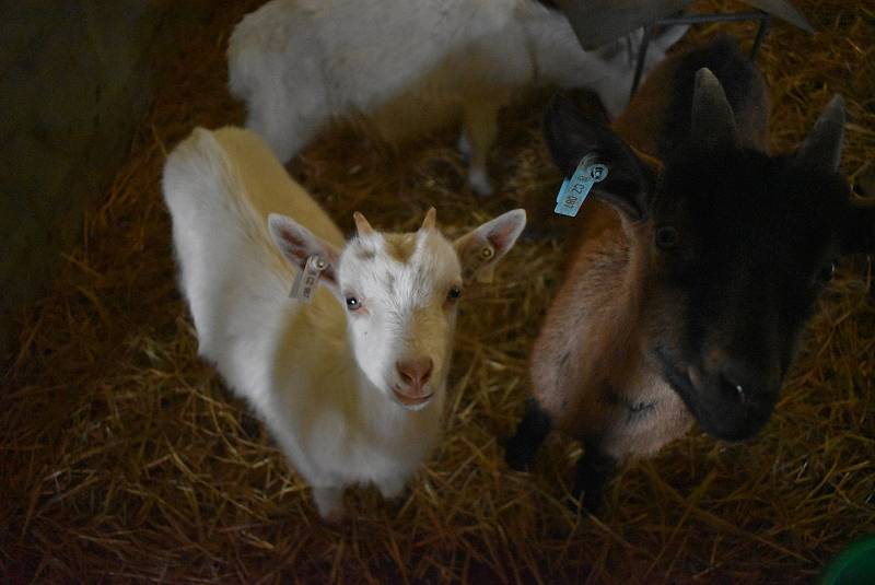 Kozí farma Úvalno je známá pod názvem Šťastné kozy. Chová je totiž rodina Kristýny Šťastné. Každý se může přesvědčit, že zvířata na farmě jsou opravdu šťastná.
