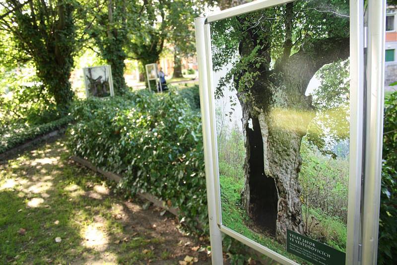 Výstava Nejmohutnější památné stromy ČR byla v Krnově instalována přímo do zahrady mezi stromy. Ukazuje staleté velikány na fotografiích Pavla Hössla a na kresbách zesnulého malíře Jaroslava Turka.