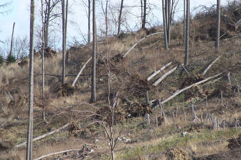 Situace v lesích nad Obornou je charakteristická i pro další lesní porosty zasažené kůrovcem. Po vytěžení smrků zůstaly listnaté stromy bez opory, takže vítr je snadno vyvrací z kořenů.