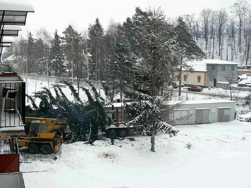 Vánoční strom pro krnovské náměstí pochází z Chářovské ulice. Jedná se o smrk napadený houbami, který bylo nutné brzy pokácet. Místní občané navíc proti kácení vánočního smrku protestovali, protože nevěděli, že by stejně musel jít k zemi.