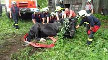 Během nedělního dopoledne zasahovaly dvě jednotky hasičů na statku ve Světlé Hoře. Staršímu koni se totiž zaklesla noha v betonové jímce a nemohl z ní ven.