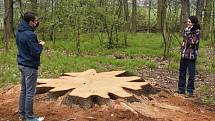 Pokácení dubu, který přes tři století rostl nad Krnovem, vyvolalo v médiích značný ohlas.  Dřevorubci zde odvedli náročnou profesionální práci v těžko dostupném terénu.