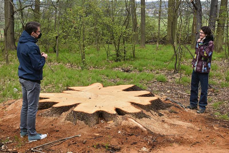 Pokácení dubu, který přes tři století rostl nad Krnovem, vyvolalo v médiích značný ohlas.  Dřevorubci zde odvedli náročnou profesionální práci v těžko dostupném terénu.