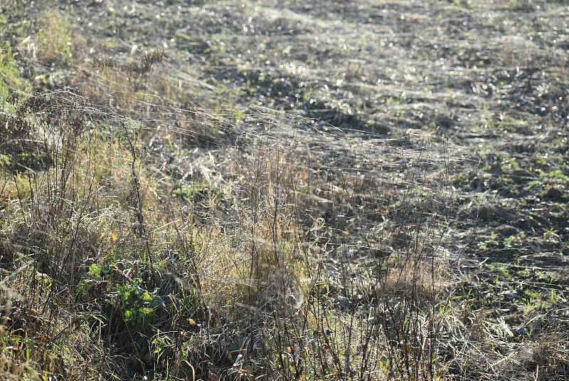 Pavouci plachetnatky jsou tak malí, že je pouhým okem téměř nevidíme. V období babího léta ale jejich vlákna nelze přehlédnout. Snímek zachycuje „babí léto“ na Osoblažsku.