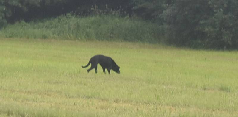 Deníku se v pondělí 29. června konečně podařilo nafotit tajuplného černého psa, pohybujícího se u silnice z Krnova do Brantic.