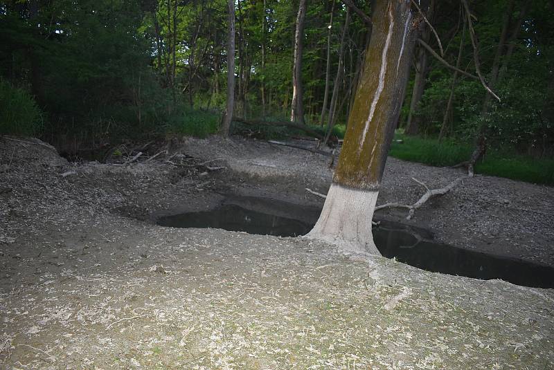 Po protržení bobří hráze u Slezských Rudoltic bahno ukazuje, jak byla nádrž před vypuštěním hluboká a rozsáhlá. 20. 5. 2022.