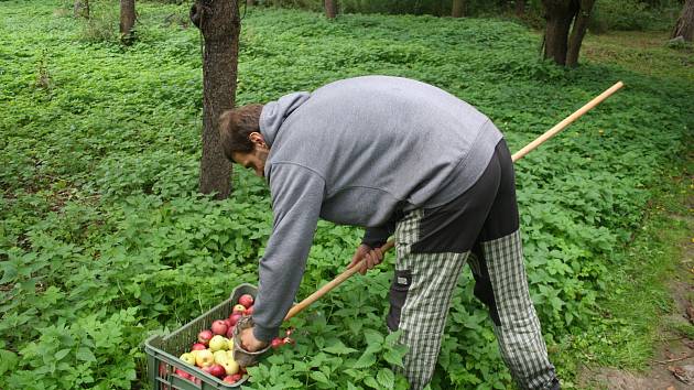 Lukáš Matela ze spolku  Slezské odrůdy bilancuje první sezonu v městském sadu. Už se zde podařilo určit staré odrůdy jabloní Bernské růžové, Croncelské, Spartan, Průsvitné letní, Starkinson, Strýmka a  Malinové hornokrajské