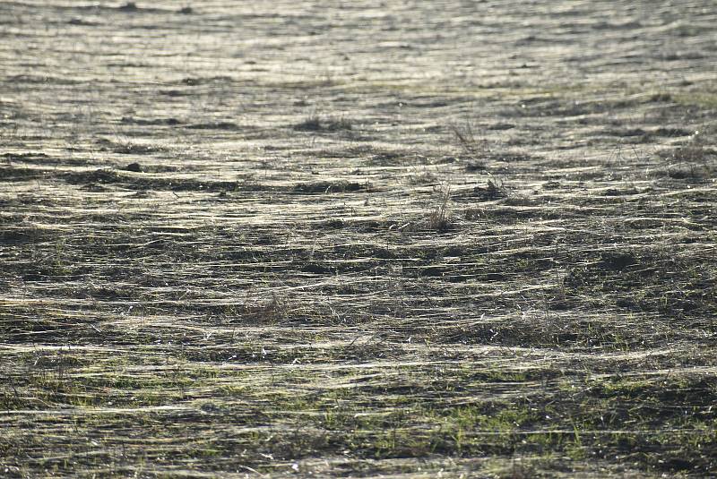 Pavouci plachetnatky jsou tak malí, že je pouhým okem téměř nevidíme. V období babího léta ale jejich vlákna nelze přehlédnout. Snímek zachycuje „babí léto“ na Osoblažsku.