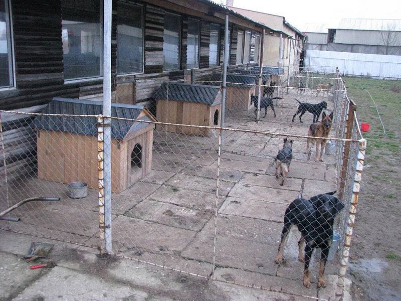 Slezské Pavlovice na Osoblažsku jsou místem, kde najdou v útulku odbornou péči zatoulaní psi z rozlehlé spádové oblasti od Šumperka, přes Břidličnou, Rýmařov, Jeseník a Zlaté Hory až po obce na Opavsku. Nově také krnovští psi.