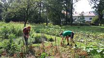 Park albrechtického zámku letos poprvé oživily bylinkové a zeleninové záhony. Alena Křištofová zde návštěvníkům vysvětluje, jaké podoby mohou mít  rajčata. Údiv vyvolávají pichlavá liči rajčata plná ostnů i černé a fialové odrůdy,