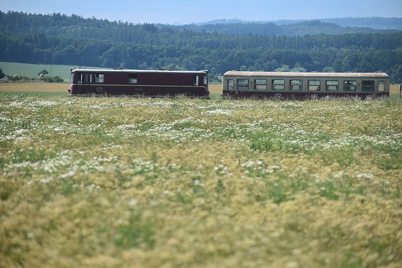 Kmínové pole kolem osoblažské úzkokolejky je voňavé a krásné, červen 2022