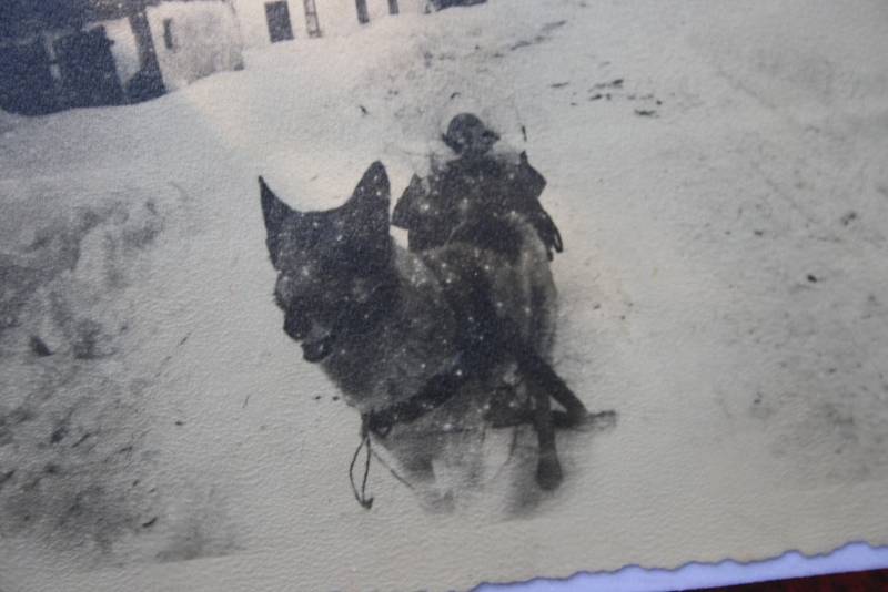 Druhý případ tažného psa je z Petrovic. Pekař Ludvík Svoboda zde zapřahal vlčáka Petra v létě do vozíku a v zimě do sáněk. Jeho psí postroj je uložen v muzeu v Janově.