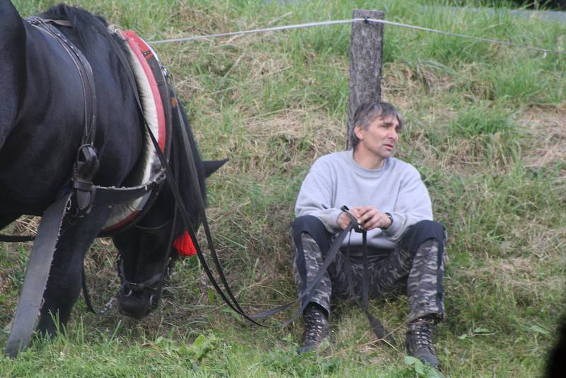 Svod tažných koní v Holčovicích Spáleném letos představil 14 chladnokrevných krasavců.