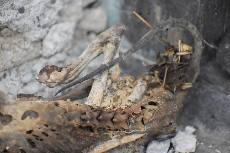Mumie z půdy domu v Opavici na Krnovsku dostala jméno Čupakabra