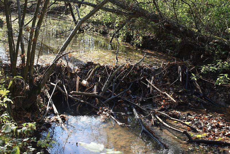 Návštěva bobřího díla v řece Lužná u Slezských Rudoltic. Listopad 2021