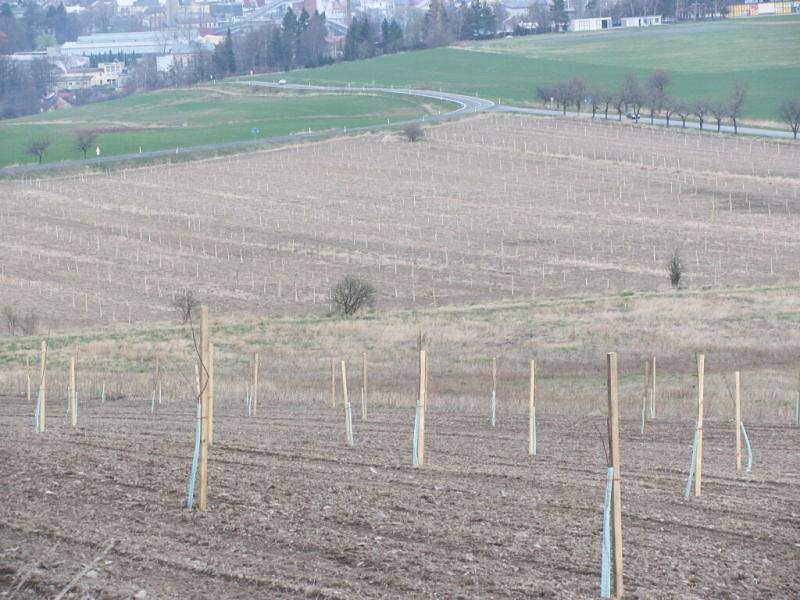 Ovocné sady díky dotacím v roce 2011 několikanásobně zvětšily původní rozlohu. Dotace právě skončily a sady rychle zase mizí. Zemědělci při zakládání i při mýcení sadů postupovali přesně  podle  pravidel dotačního programu a dodrželi všechny podmínky.