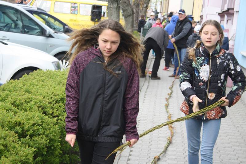 Školáci ve Městě Albrechticích se rozhodli spojit pomlázky do dlouhého hada. Podařilo se jim společnými silami uplést pomlázku dlouhou 137 metrů.