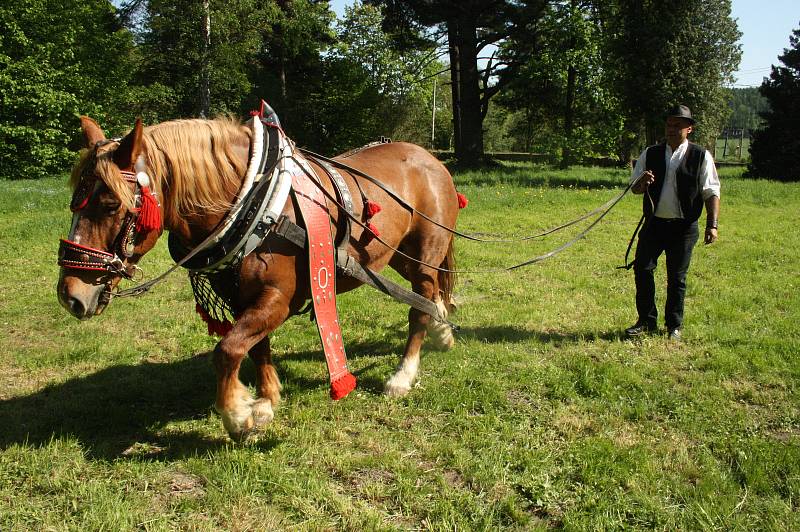 Kočí Pavel Gašparik na Pomněnkové slavnosti představil svou kobylku Dragu a pochlubil se, jaký jí pořídil darmovis. Darmovis se říká širokému ozdobnému koženému pásu, protože visí na koni zbůhdarma.