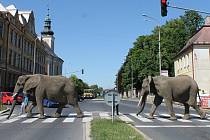 Sloni na přechodu pro chodce. Snímek připomíná slavnou fotografii, na níž přes přechod kráčí muzikanti skupiny Beatles. 