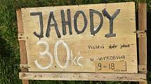 Cena jahod dne 20.6. 2002. Samosběr v Polsku: 30 Kč/kg, Kaufland: 89,90 Kč/kg, Billa: 179 Kč/kg, pouliční prodej: 59 - 70 Kč/kg, obchod U Hanky 65 Kč/kg. Někde se cena uvádí včetně košíku nebo vaničky, jinde se platí zvlášť.