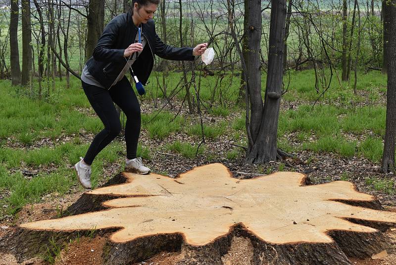 Pokácení dubu, který přes tři století rostl nad Krnovem, vyvolalo v médiích značný ohlas.  Dřevorubci zde odvedli náročnou profesionální práci v těžko dostupném terénu.