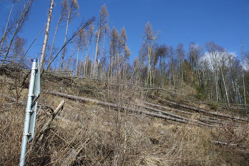 Situace v lesích nad Obornou je charakteristická i pro další lesní porosty zasažené kůrovcem. Po vytěžení smrků zůstaly listnaté stromy bez opory, takže vítr je snadno vyvrací z kořenů.