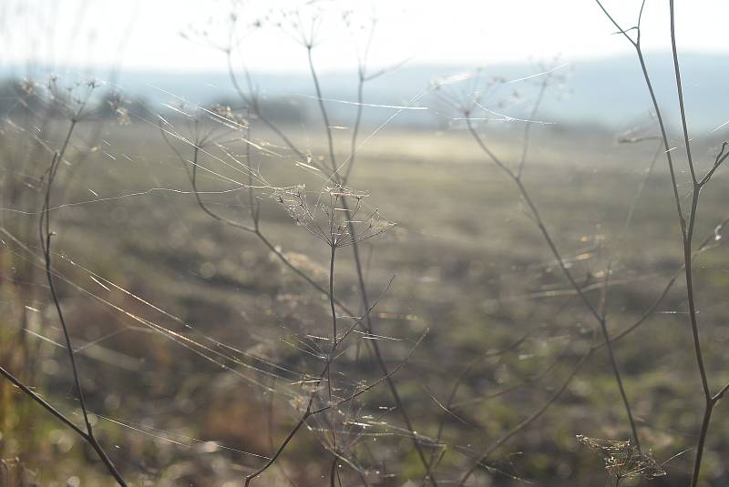 Pavouci plachetnatky jsou tak malí, že je pouhým okem téměř nevidíme. V období babího léta ale jejich vlákna nelze přehlédnout. Snímek zachycuje „babí léto“ na Osoblažsku.